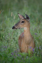 White Tailed Deer in a summer meadow alert and looking around