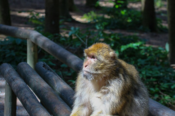 Berberaffe