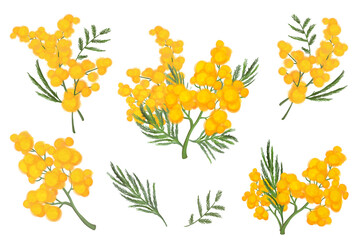 Fototapeta na wymiar Set od mimosa branches - illustrations. Clip arts. Transparent background. PNG.