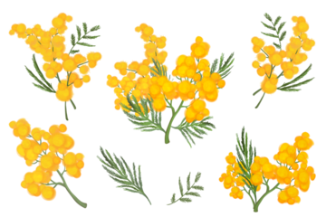Set od mimosa branches - illustrations. Clip arts. Transparent background. PNG.