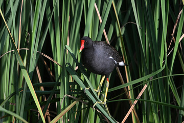 Adult Common Gallinule  Moorhen or swamp chicken perched in the reeds of a marsh