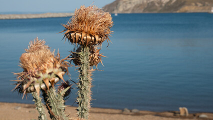 Obraz premium Dried flower heads of wild artichoke in summer by the sea in Gokceada, Canakkale, Turkey