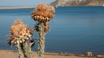 Dried flower heads of wild artichoke in summer by the sea in Gokceada, Canakkale, Turkey