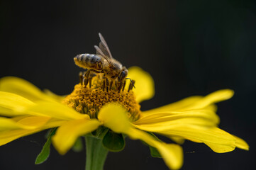 Closeup of honey bee (Apis mellifera) on Marigold flower (Calendula officinalis) with black background in Ukraine