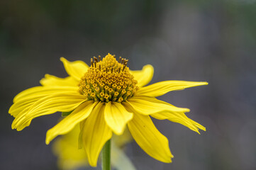 Rudbeckia flower bud in profile closeup
