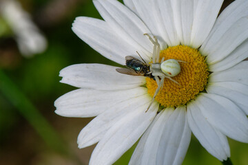 Fototapeta premium la Thomise variable - Araignée-crabe ,Misumena vatia, proie