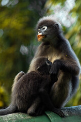 Mother and baby dusky leaf monkey