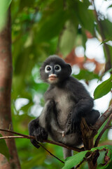 Fototapeta premium Baby dusky leaf monkey