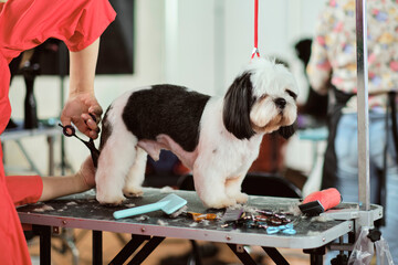 A Shih tzu or shih tzu dog during shearing in an animal care salon on a grooming table