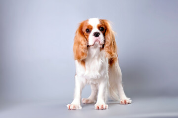 A Cavalier Charles Spaniel breed dog with beautiful thoughtful eyes close-up