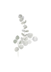 Grey and dusty green watercolor eucalyptus bouquet. Spring and winter botanical illustration for wedding, greeting card, wreath, website. Botanical foliage on white  background