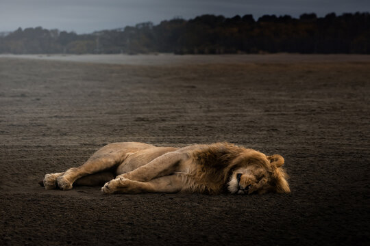 Wild majestic male lion with big mane, simba, sleeping in the savannah in the Serengeti National Park, Tanzania, Africa