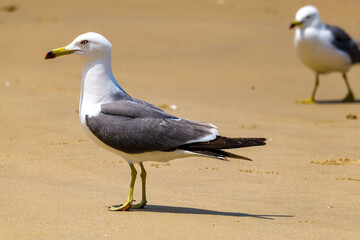 seagulls on the beach