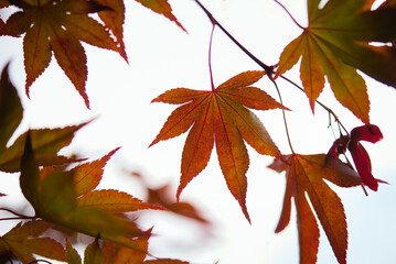 Leaves on a blood good Japanese maple tree from underneath with a bright background.