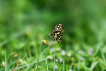 butterfly on grass