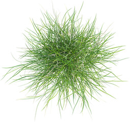 Top view of wild grass