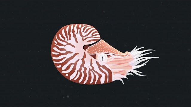 Nautilus Marine Mollusc Nautilus Shell Deep Sea Animal Looping Animation