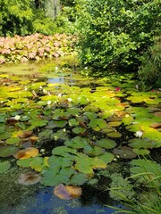 Lily Pads on a River