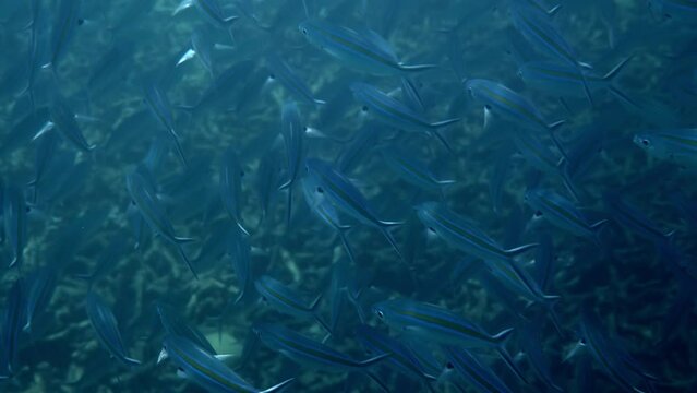 Blue fish Scissortail Fusilier swimming in the underwater reef. Concept of marine wildlife and tropical ocean.