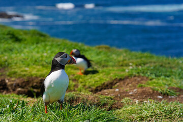 Atlantic puffin on the isle of Lunga in Scotland. The puffins breed on Lunga, a small island of the coast of Mull.	