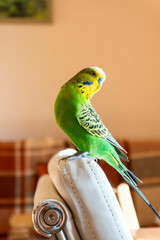 Budgie perched on the back of an armchair