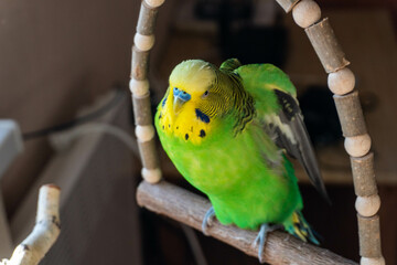 Budgie sitting on a swing and raising wings