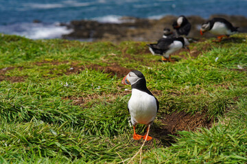 Atlantic puffin on the isle of Lunga in Scotland. The puffins breed on Lunga, a small island of the coast of Mull.	