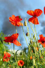 Obraz premium Poppies against smoky sky