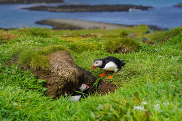 Atlantic puffins on the isle of Lunga in Scotland. The puffins breed on Lunga, a small island of the coast of Mull.	