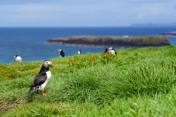 Atlantic puffin on the isle of Lunga in Scotland. The puffins breed on Lunga, a small island of the coast of Mull.	