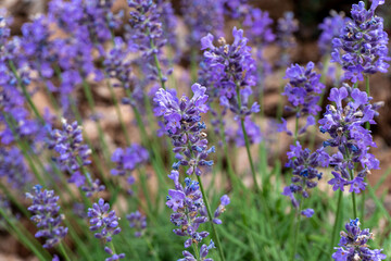 Blooming lavender flowers in June