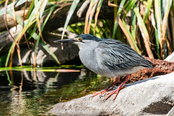 Green heron in Oceanografic