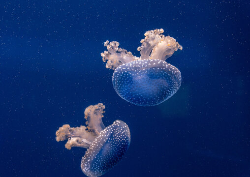 Jellyfish in Oceanografic - Valencia, Spain