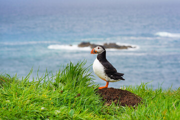 Atlantic puffin on the isle of Lunga in Scotland. The puffins breed on Lunga, a small island of the coast of Mull.	