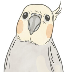 Cute Adorable parrot,Cockatiel (Nymphicus hollandicus).Cute pet.Creative with illustration in flat design