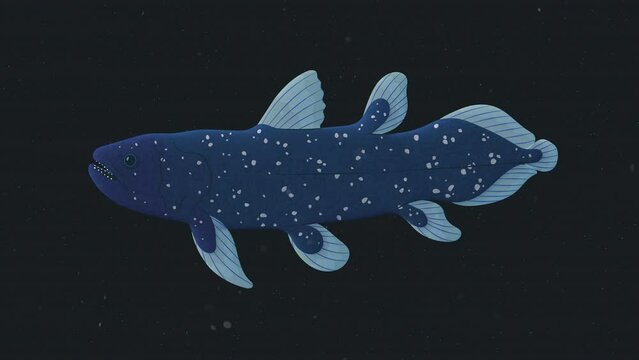 Coelacanth Living Fossil Ancient Fish Primitive Looping Animation