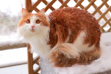 Kot domowy na balkonie zimą - obrazy, fototapety, plakaty