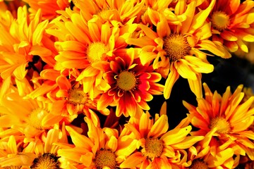 yellow and orange flowers