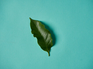Green coffee leave on blue background