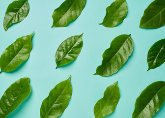 Green coffee leaves on blue background