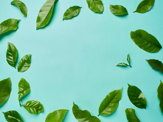 Green coffee leaves on blue background