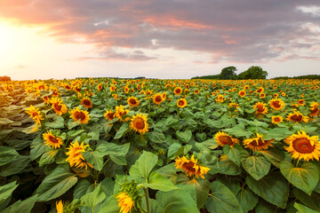 Beautiful sunflower field, growing plant, agricultural area on a warm summer day - 621933145