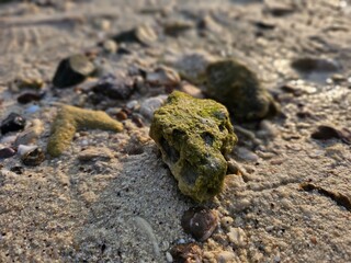 Rock covered with lichen