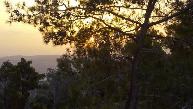 Shooting from a drone sunset view through pine trees in Israel