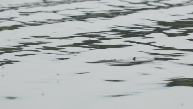 A fly or horsefly on the surface of the water. A fly or a gadfly got into the water