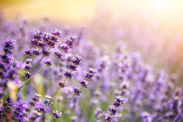 Lavender flowers on sunny field in summer