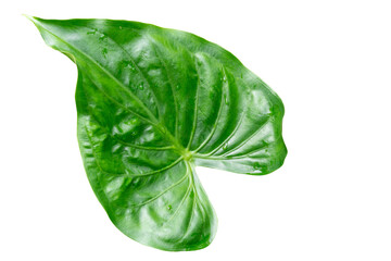 Single beautiful green leave in heart shape isolated on white background with clipping path. in png file format