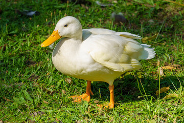 white duck in grass
