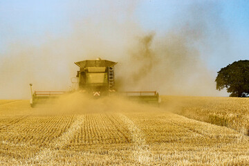 Fototapeta premium combine harvester on field