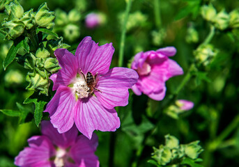 Inflorescences of a plant called Cosmos Double Feathered, commonly found in gardens and squares in the city of Bialystok in Podlasie, Poland.